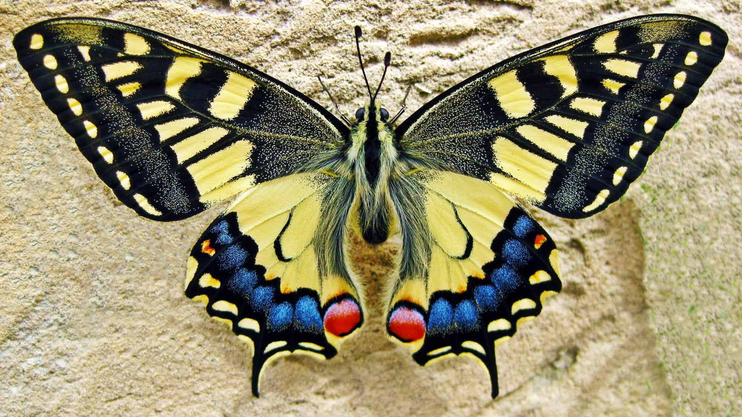 yellow and blue butterfly